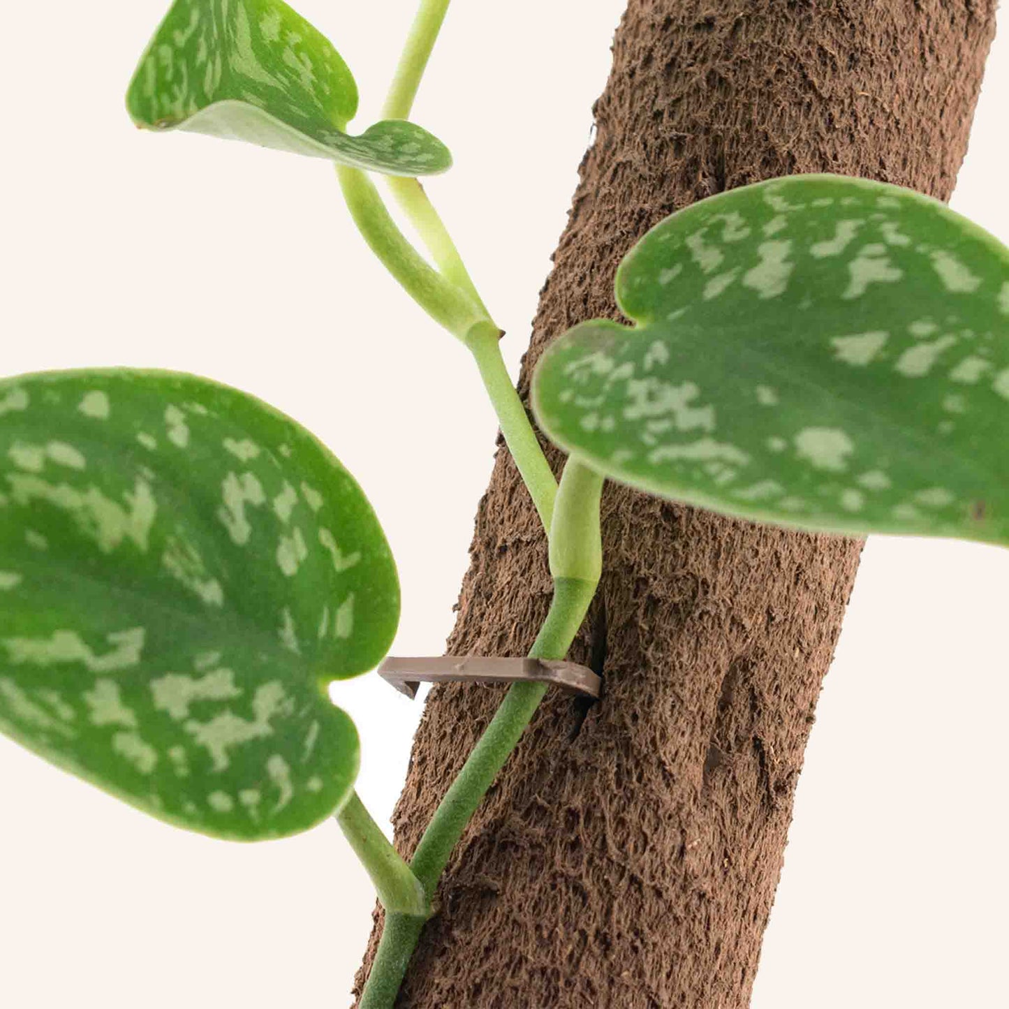 Palo da arrampicata biobased confezione (5x)