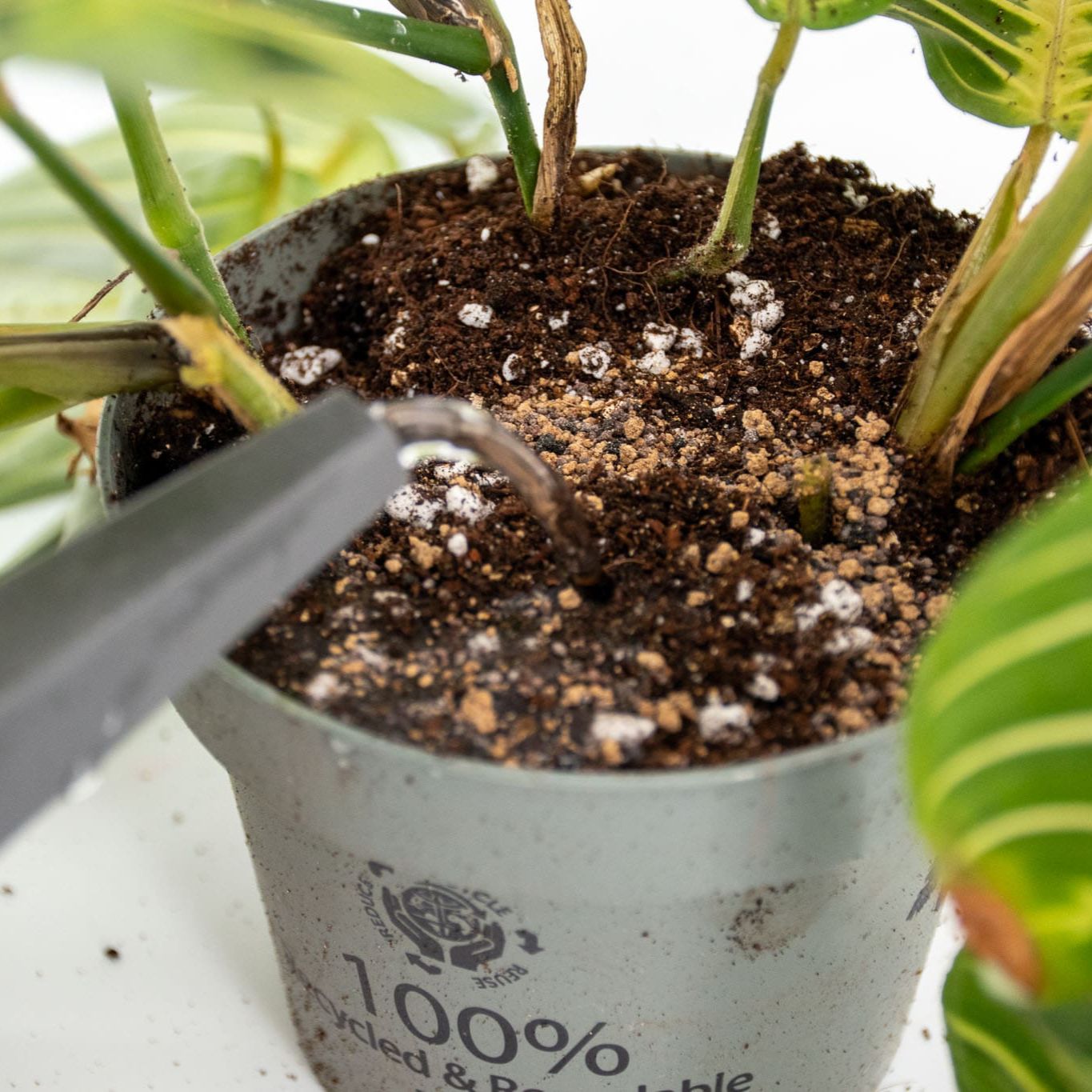 Fertilizzante BIO a rilascio lento per piante tropicali