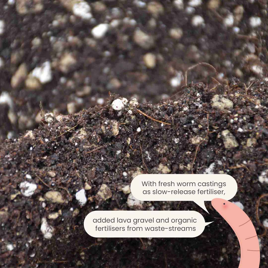 Terriccio per Bonsai