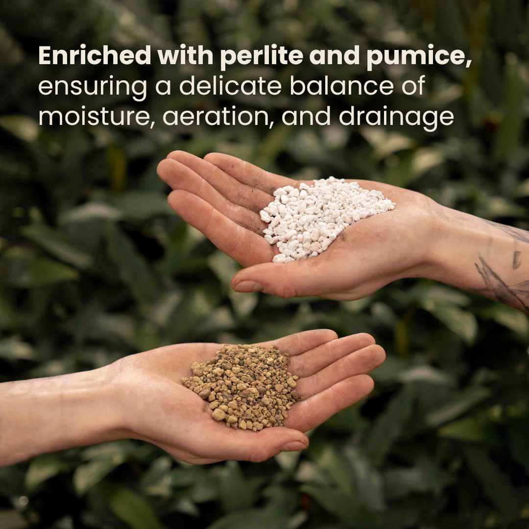 Terriccio per Bonsai