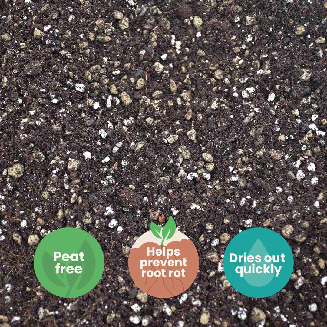 Terriccio per Bonsai