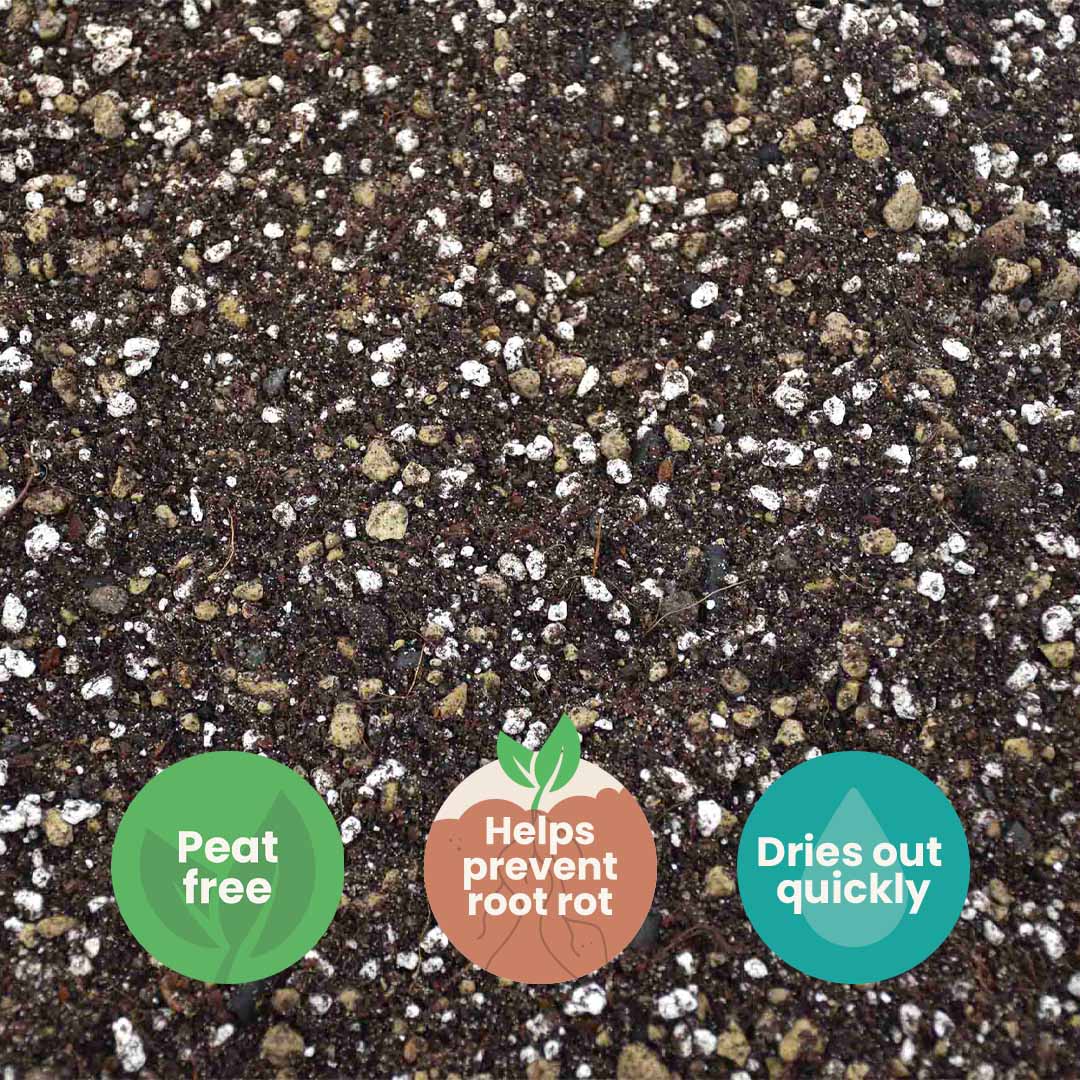 Cacti & Succulent Mix