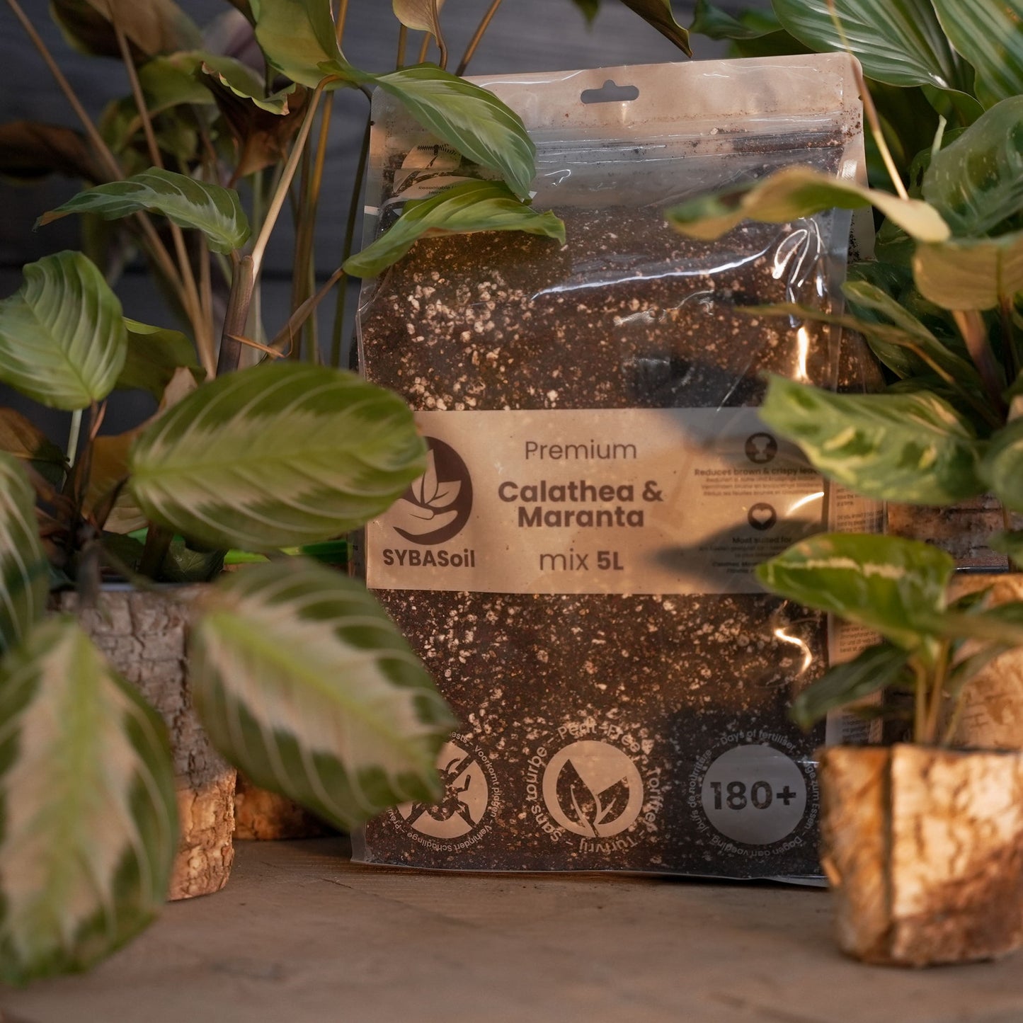 Terriccio per Calathea & Maranta