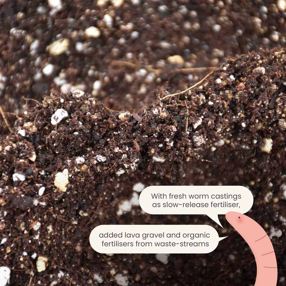 Terriccio per Calathea & Maranta