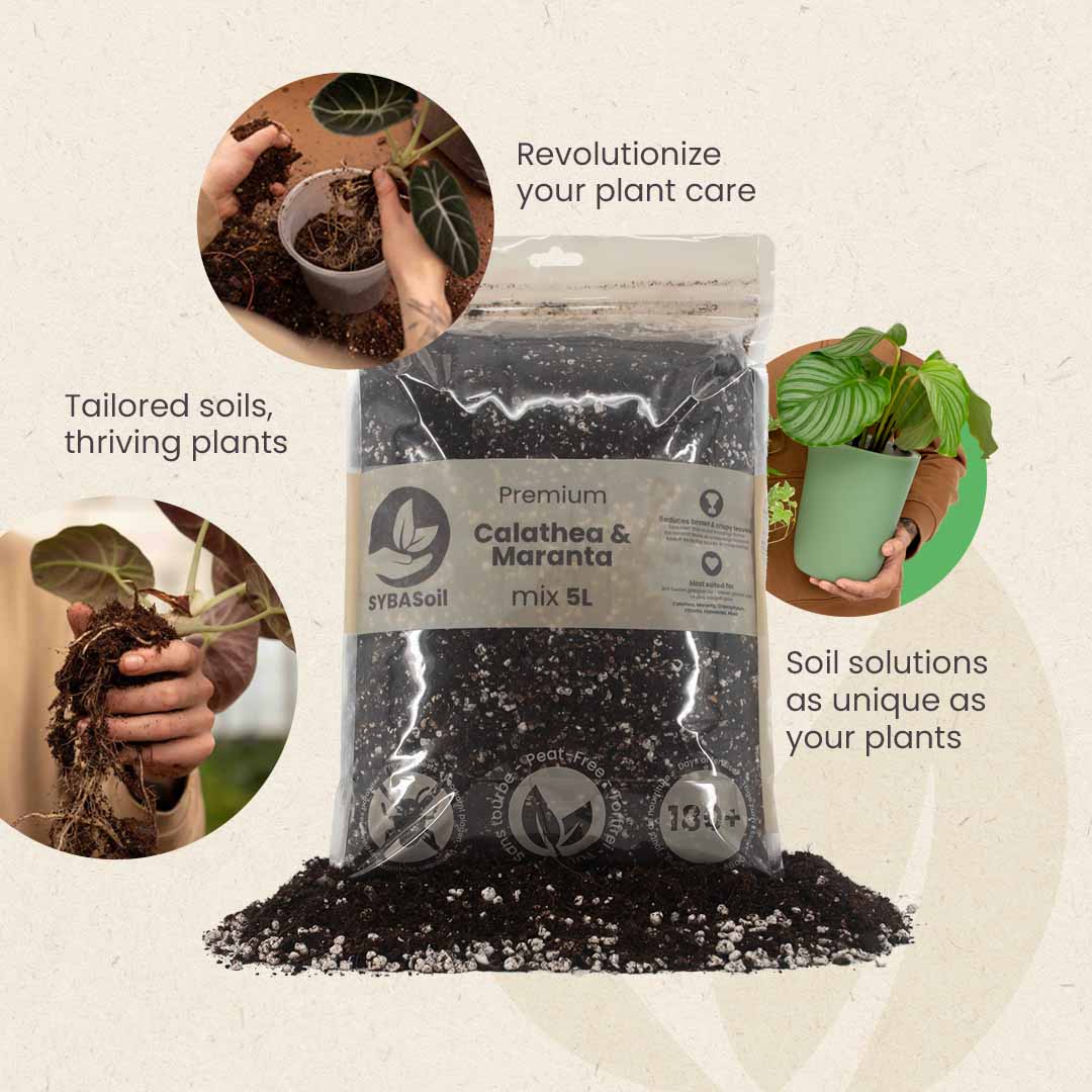 Terriccio per Calathea & Maranta