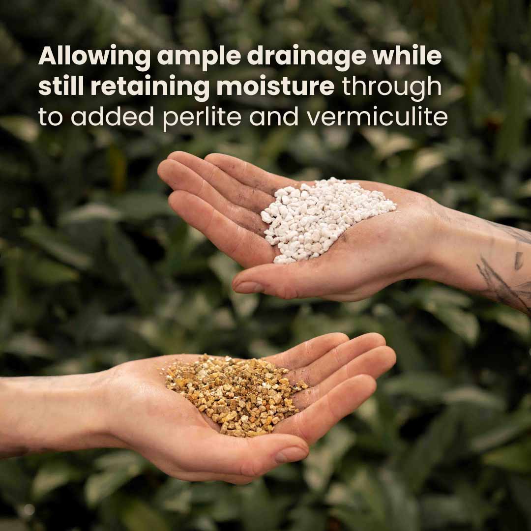 Terriccio per Calathea & Maranta