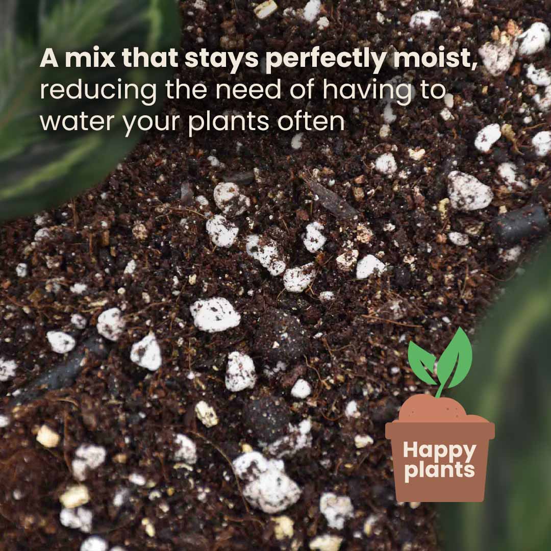 Terriccio per Calathea & Maranta