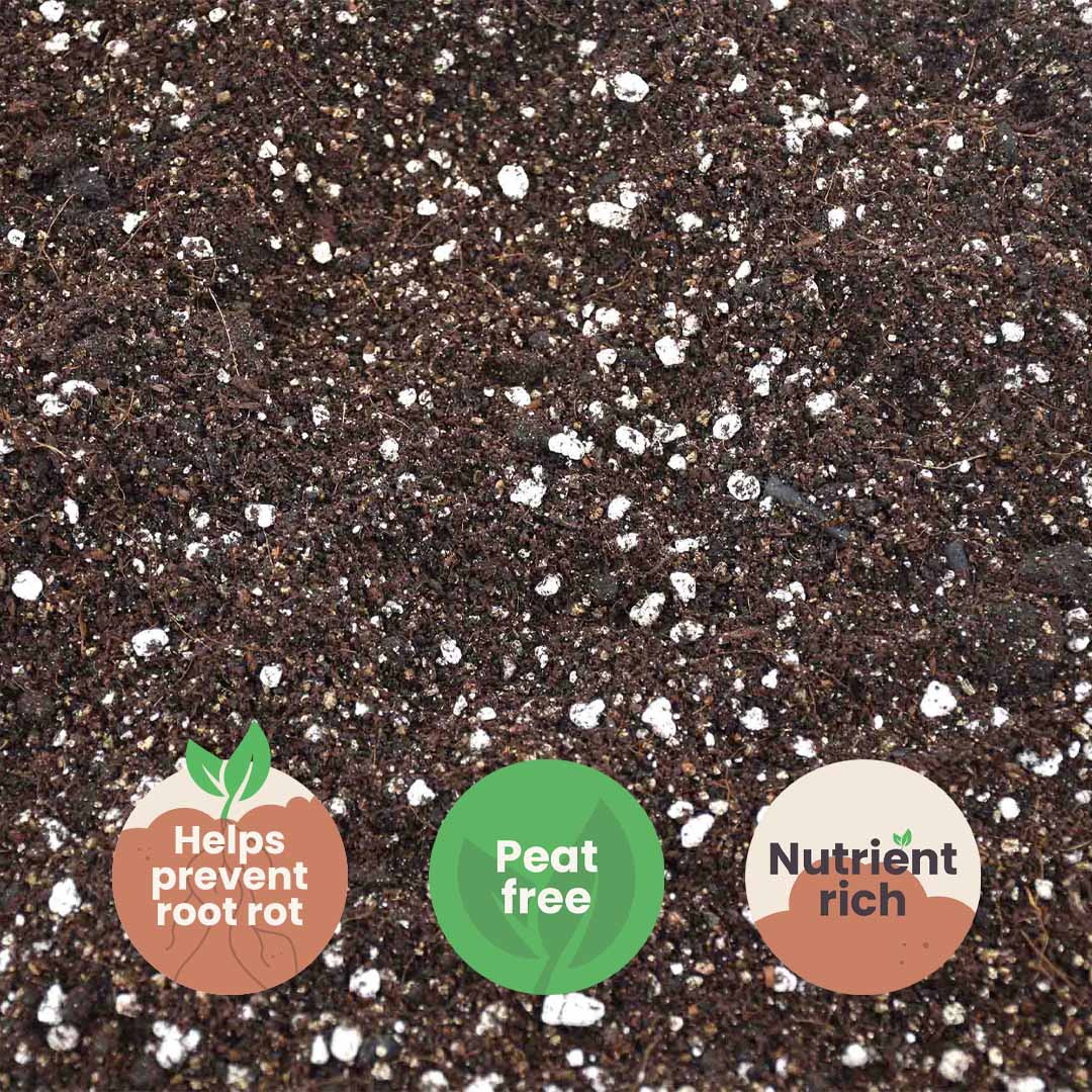 Terriccio per Calathea & Maranta