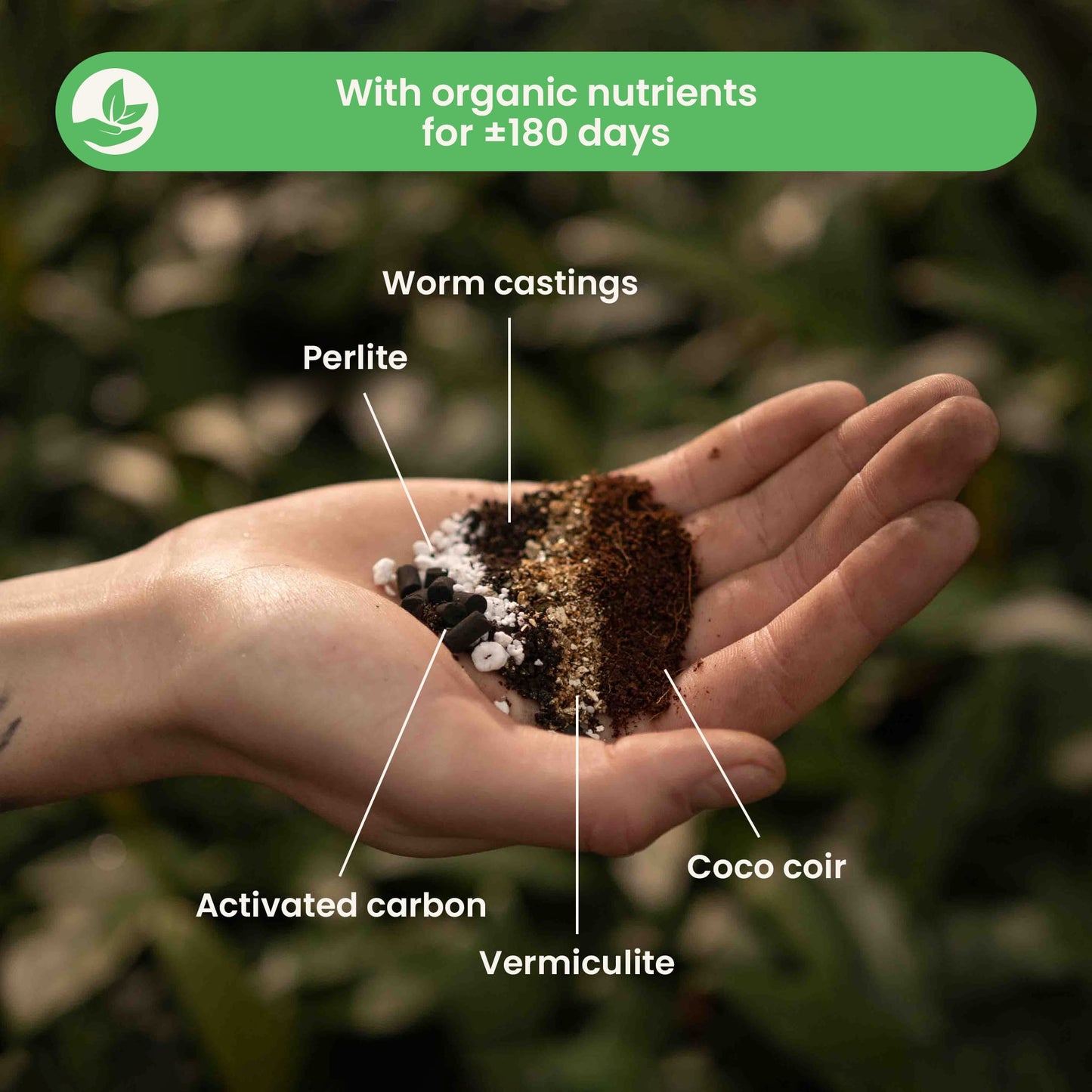 Terriccio per Calathea & Maranta