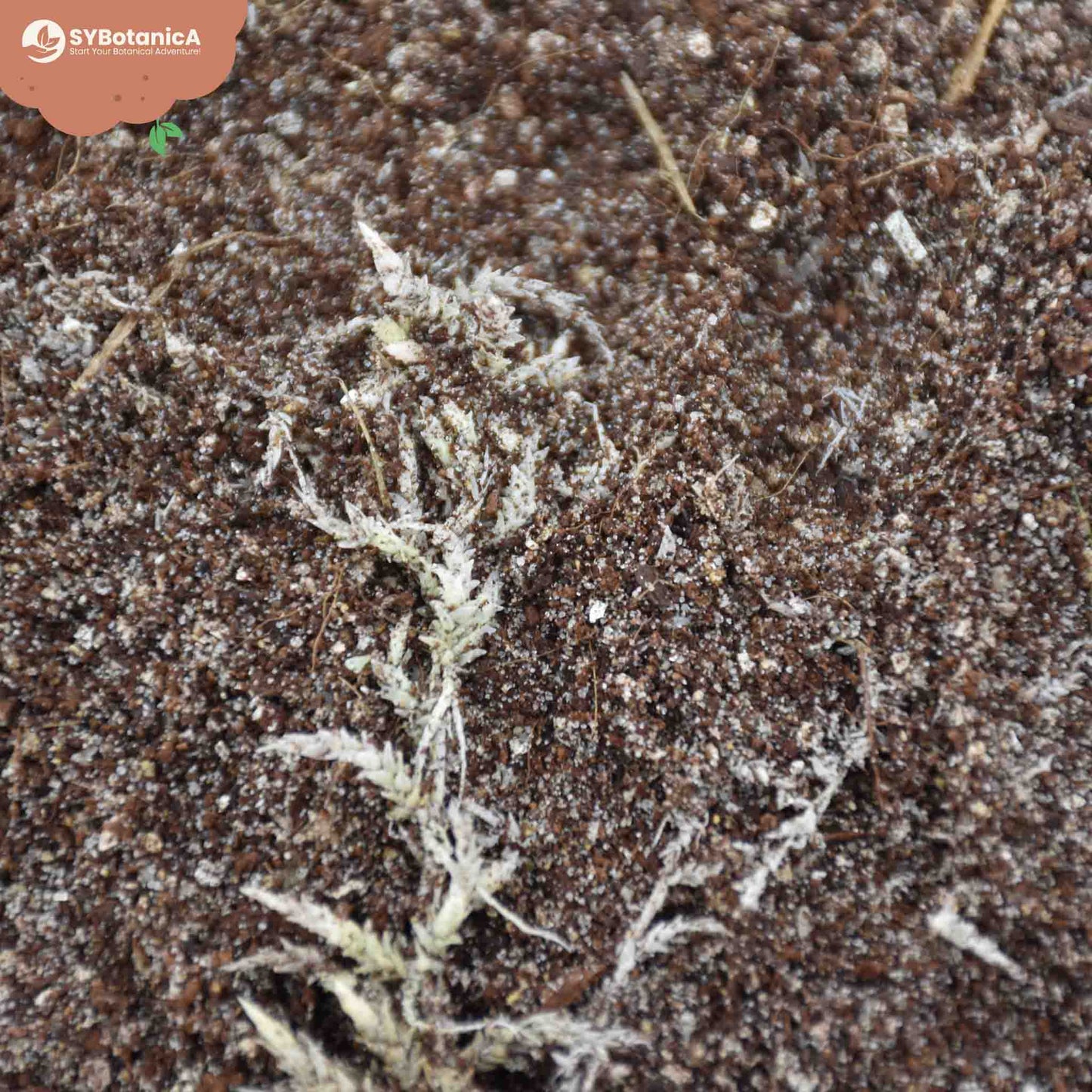 Terriccio per Pianta carnivore