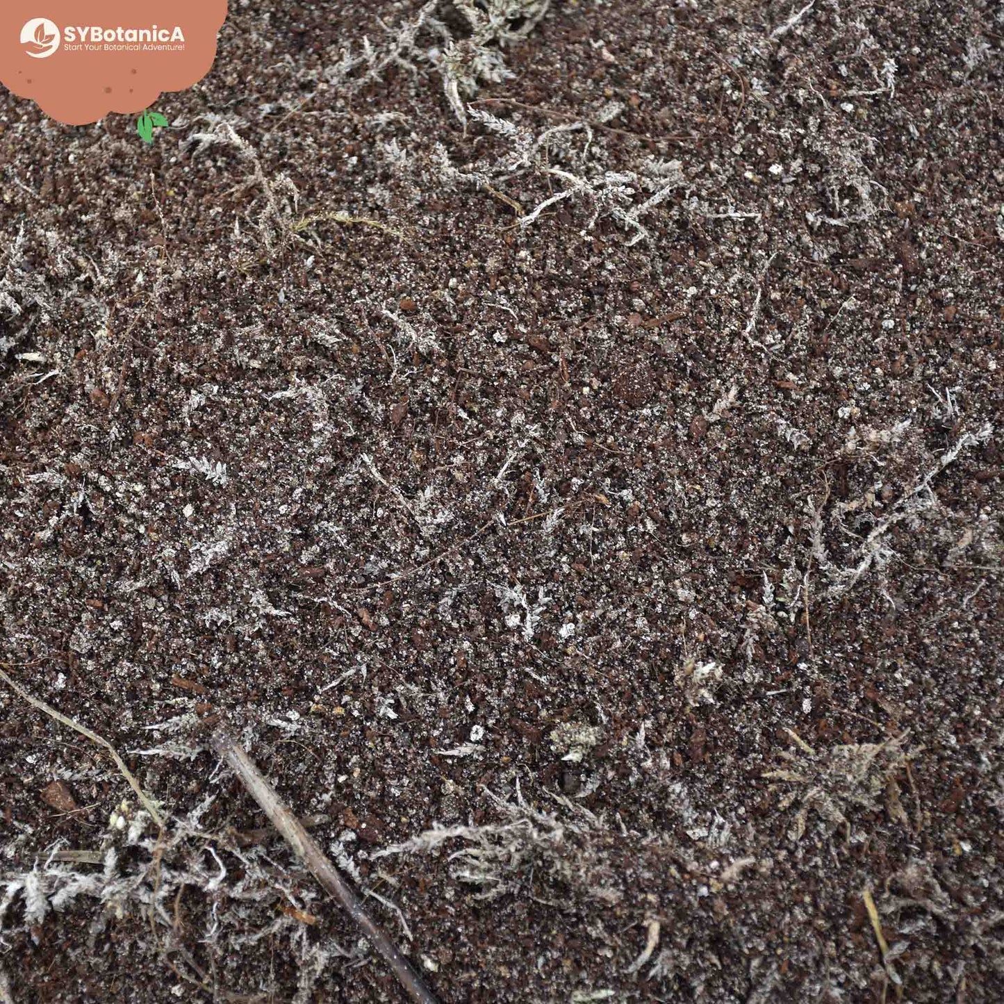 Terriccio per Pianta carnivore