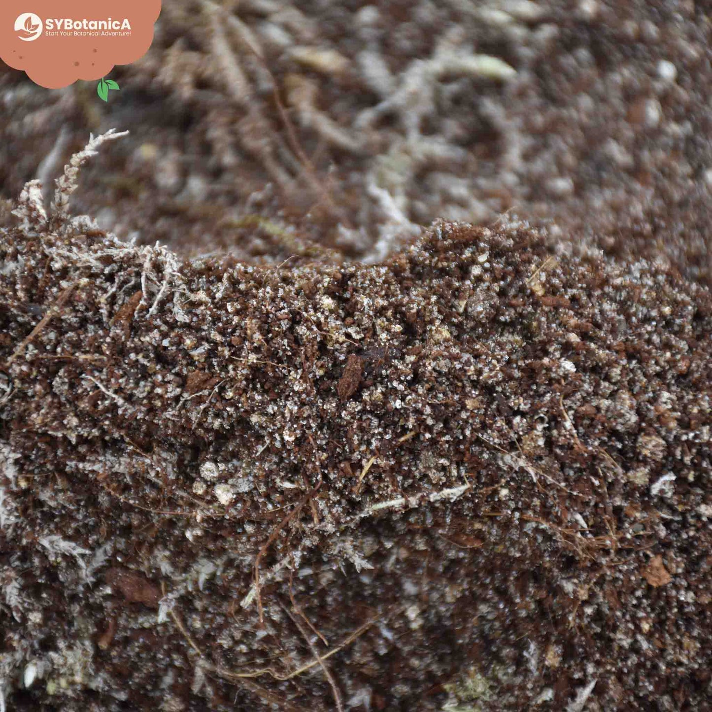 Terriccio per Pianta carnivore