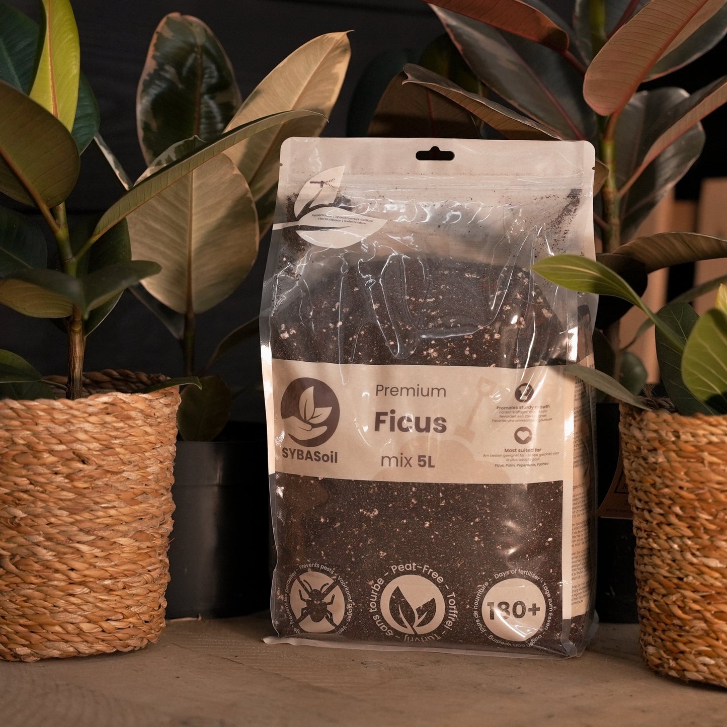 Ficus Mix