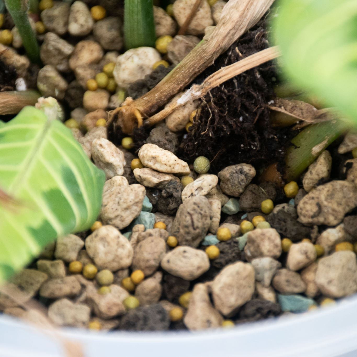 Fertilizzante a rilascio lento per cactus