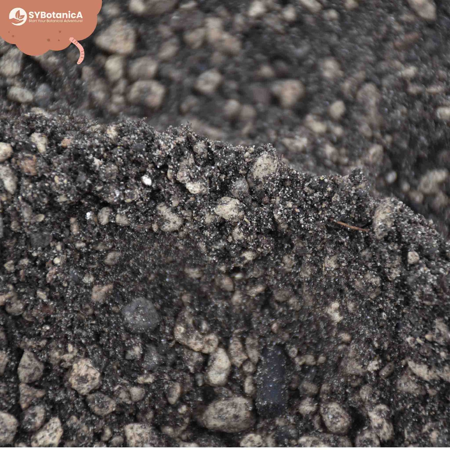 Terriccio per Lithops