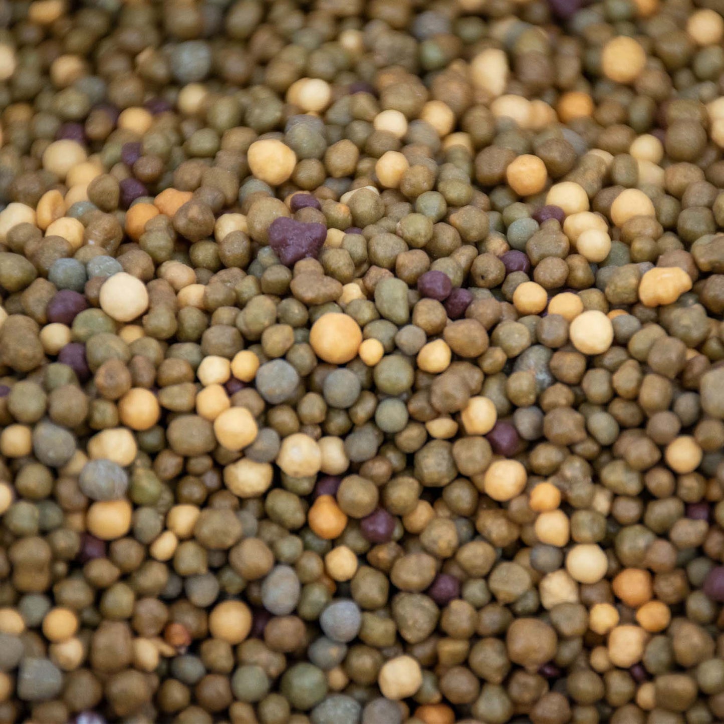 Fertilizzante a rilascio lento per cactus