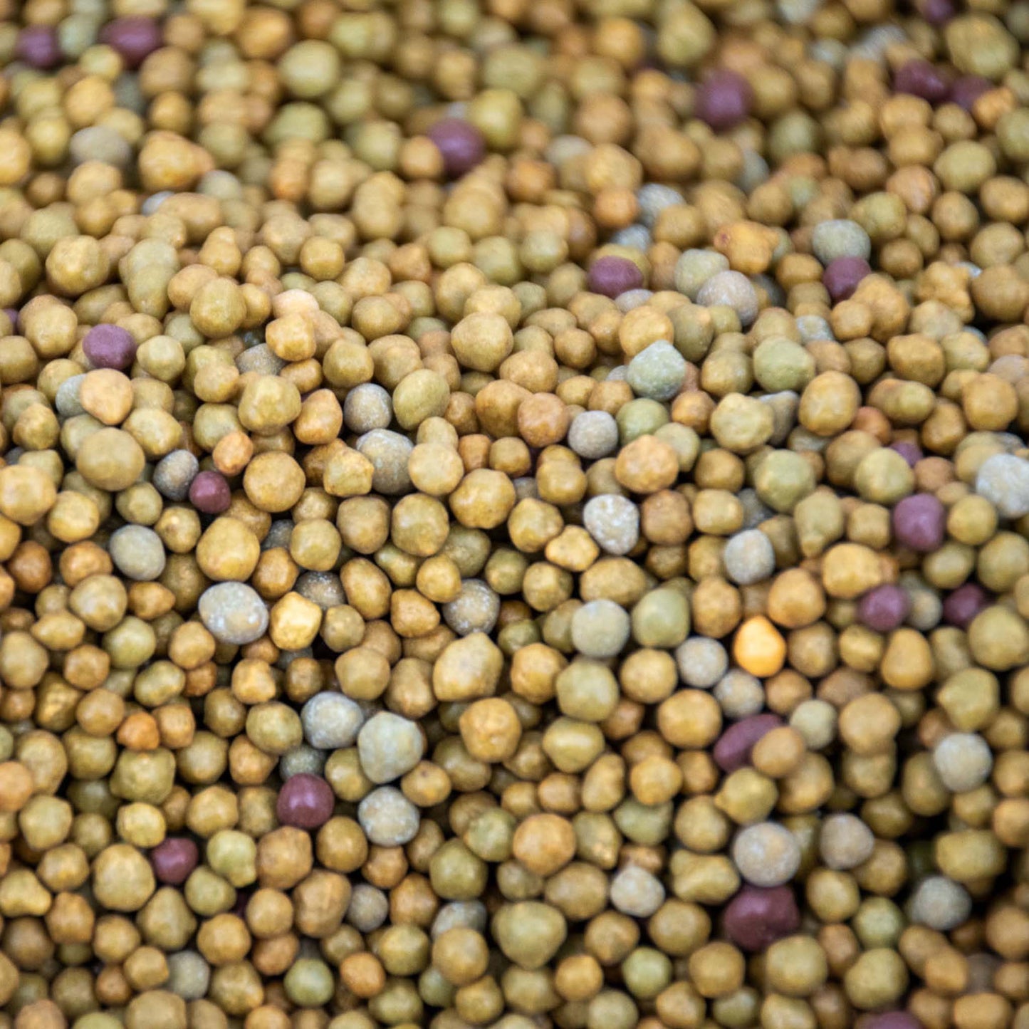 Fertilizzante a rilascio lento per piante tropicali