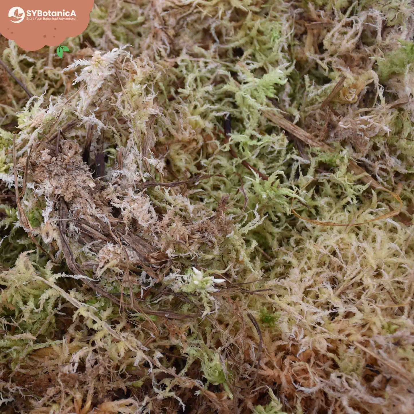 Sphagnum Moss