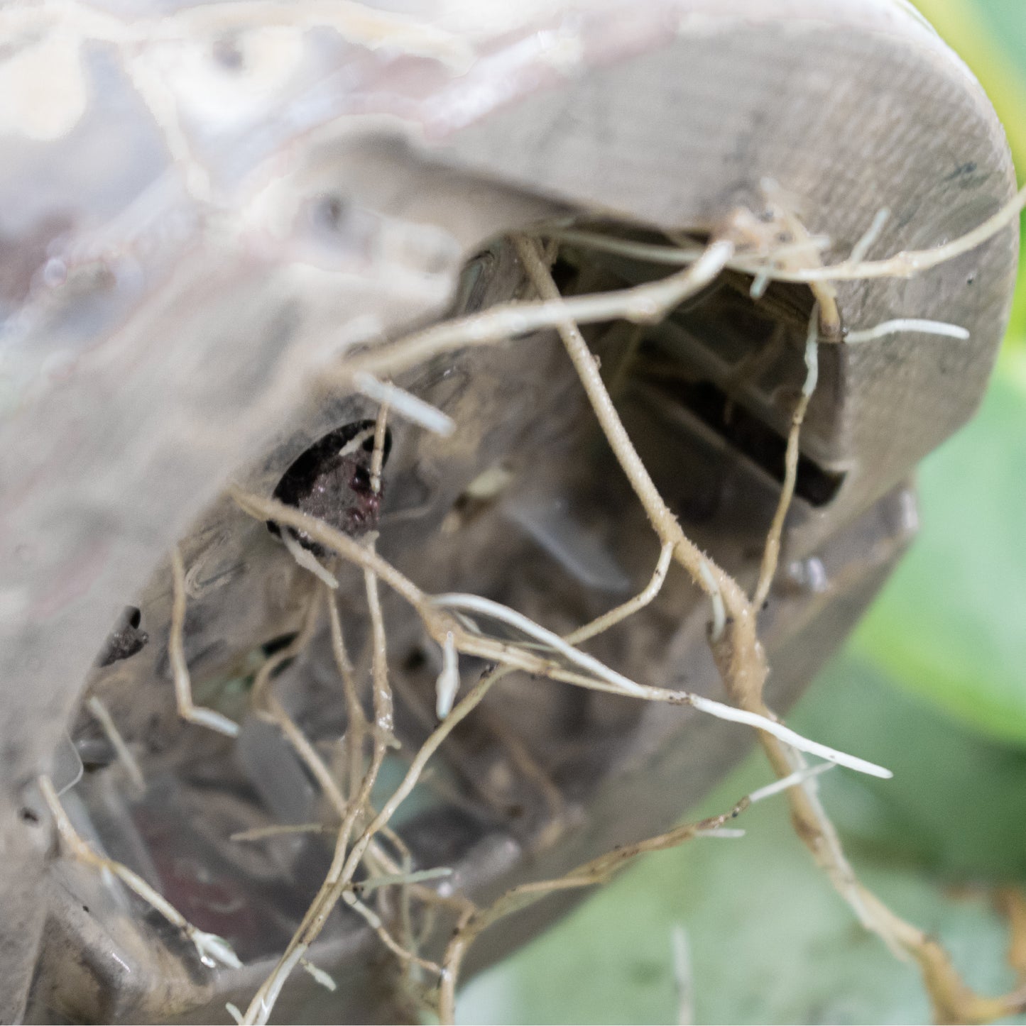 Base Mineral Mix (SYBA-Hydro, Unfertilised)