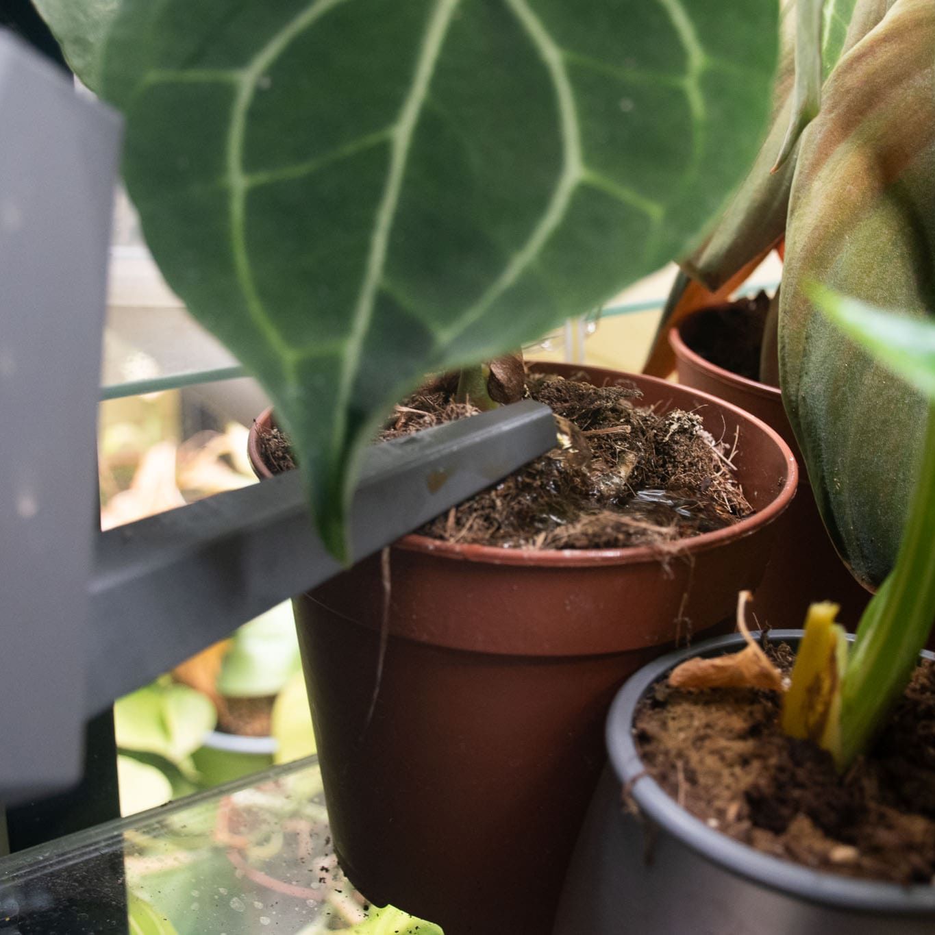 Fertilizzante BIO liquido per cactus