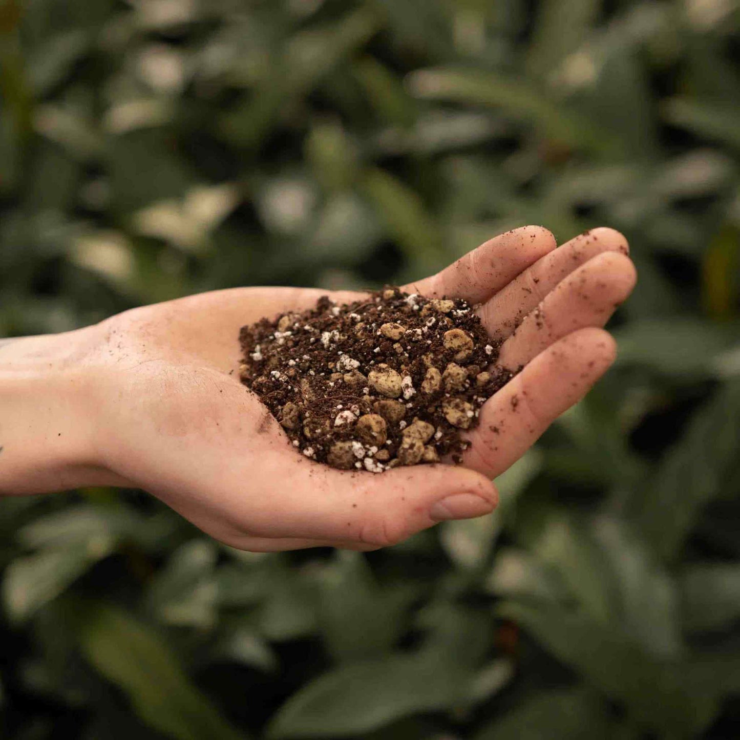 Terriccio per Bonsai
