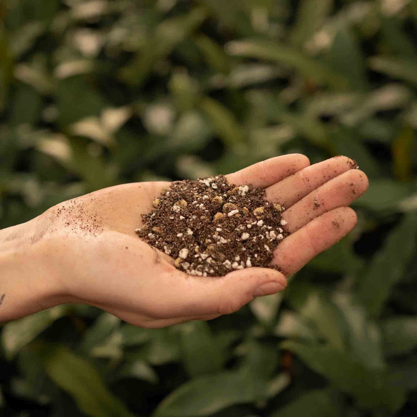 Terriccio per Cactus & Succulente