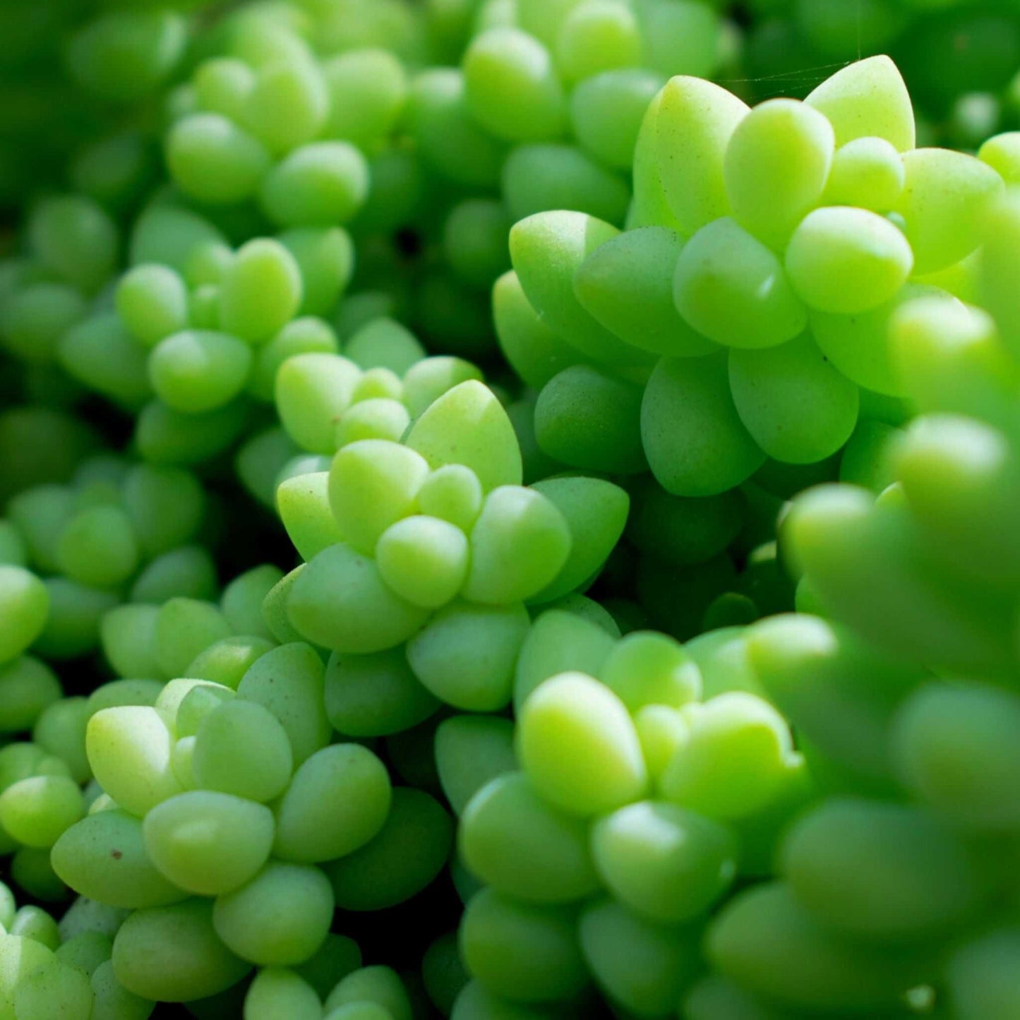 Cacti & Succulent Mix