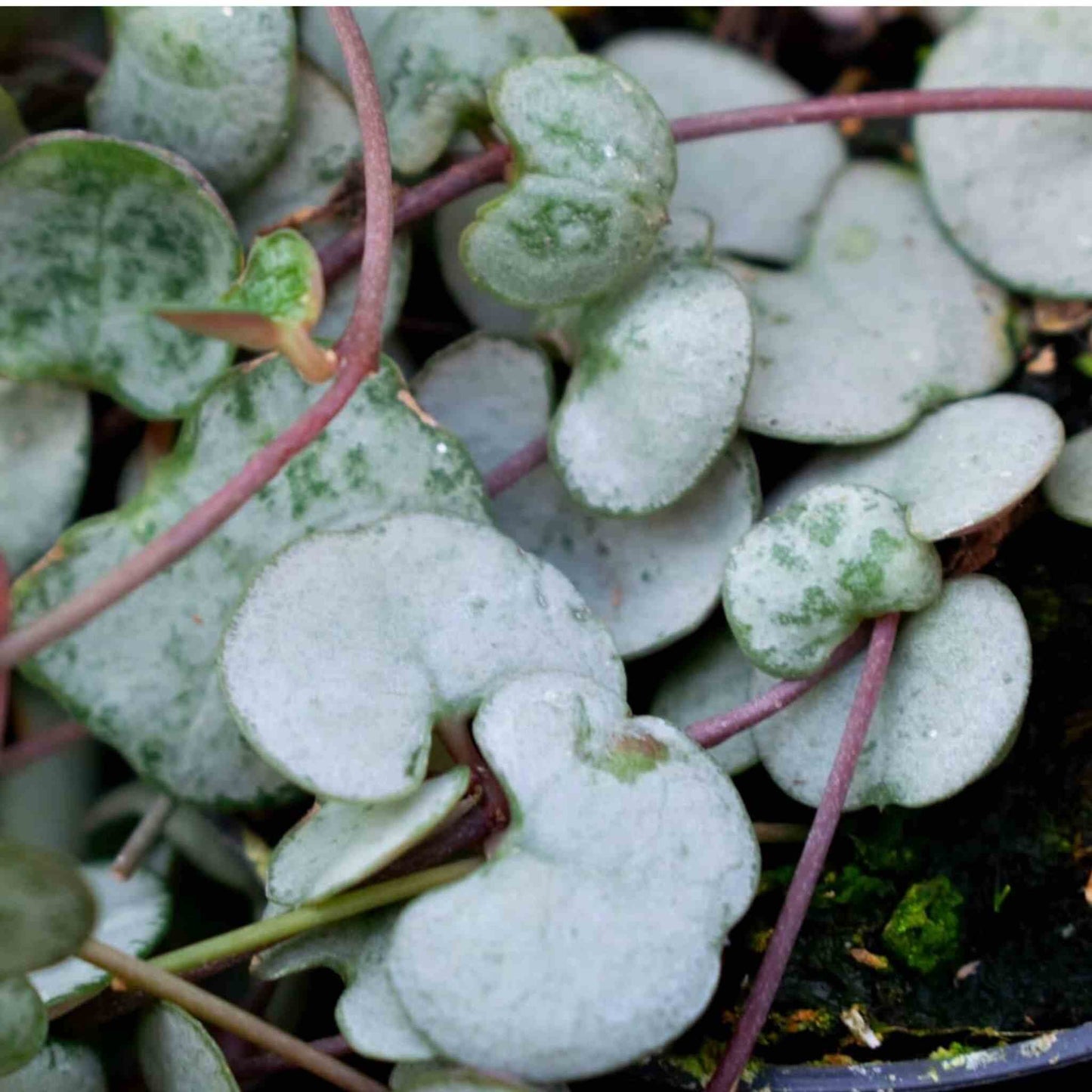 Cacti & Succulent Mix