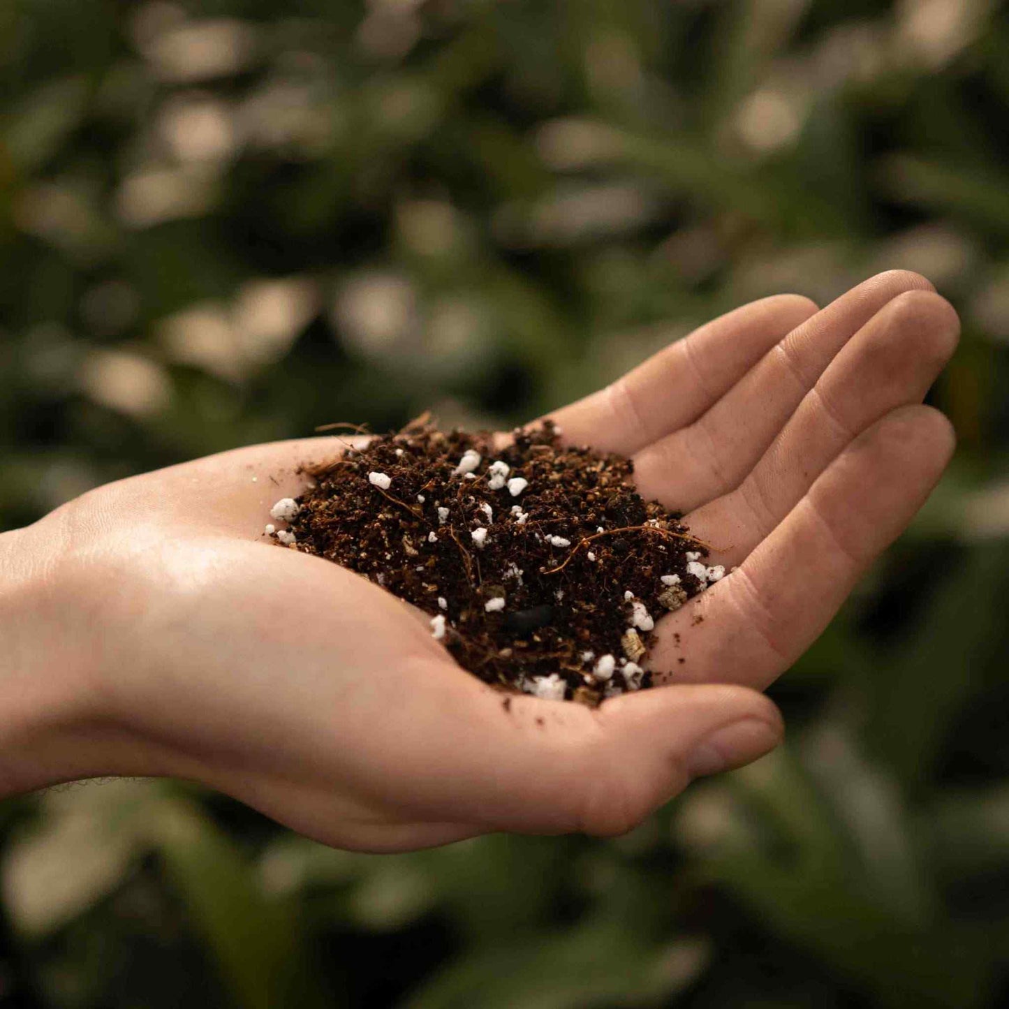 Terriccio per Calathea & Maranta