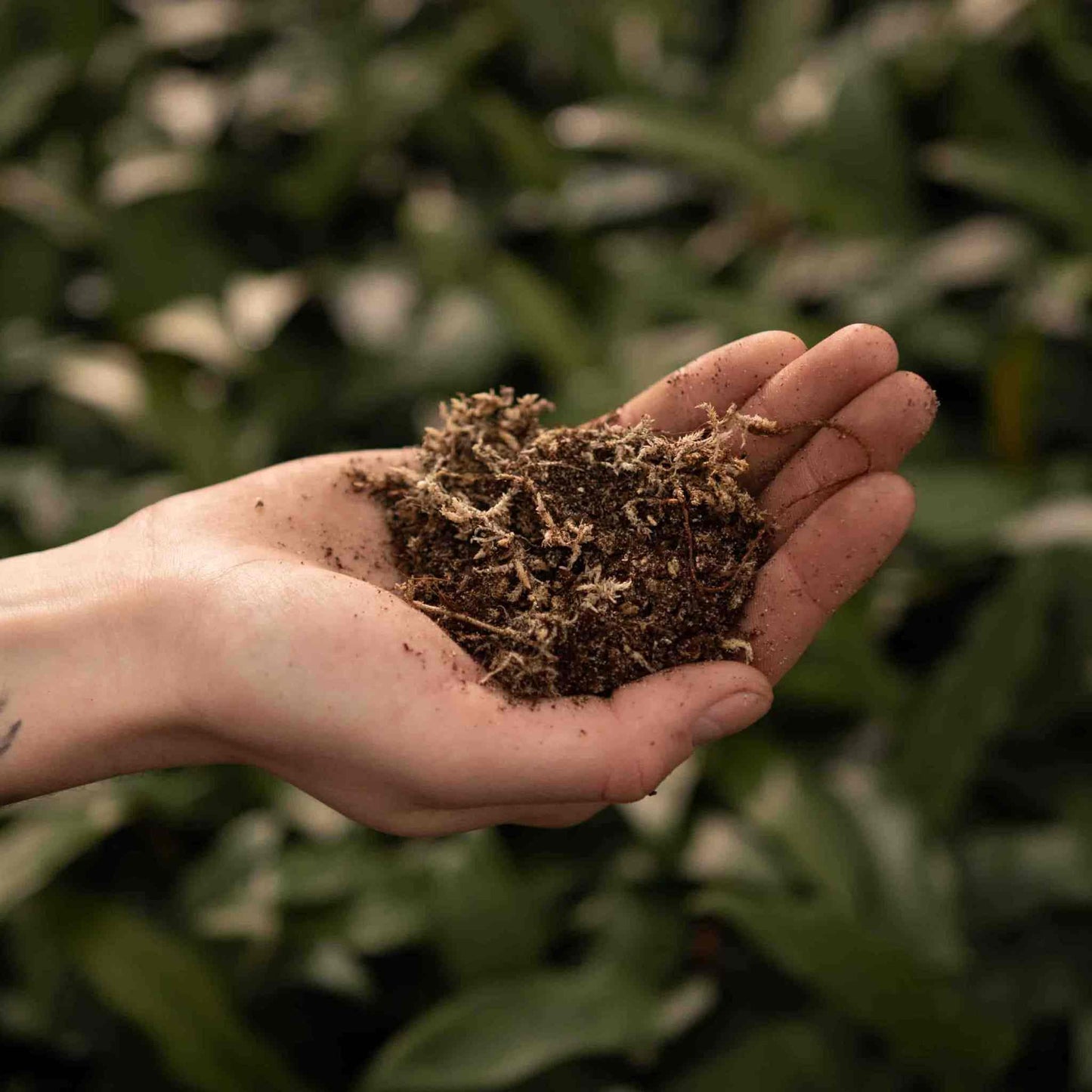 Terriccio per Pianta carnivore