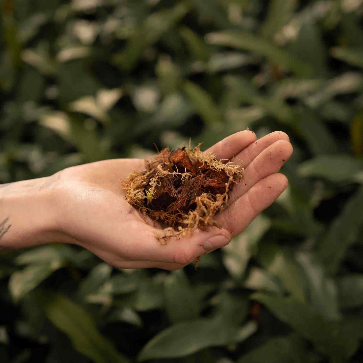 Terriccio per Orchidee