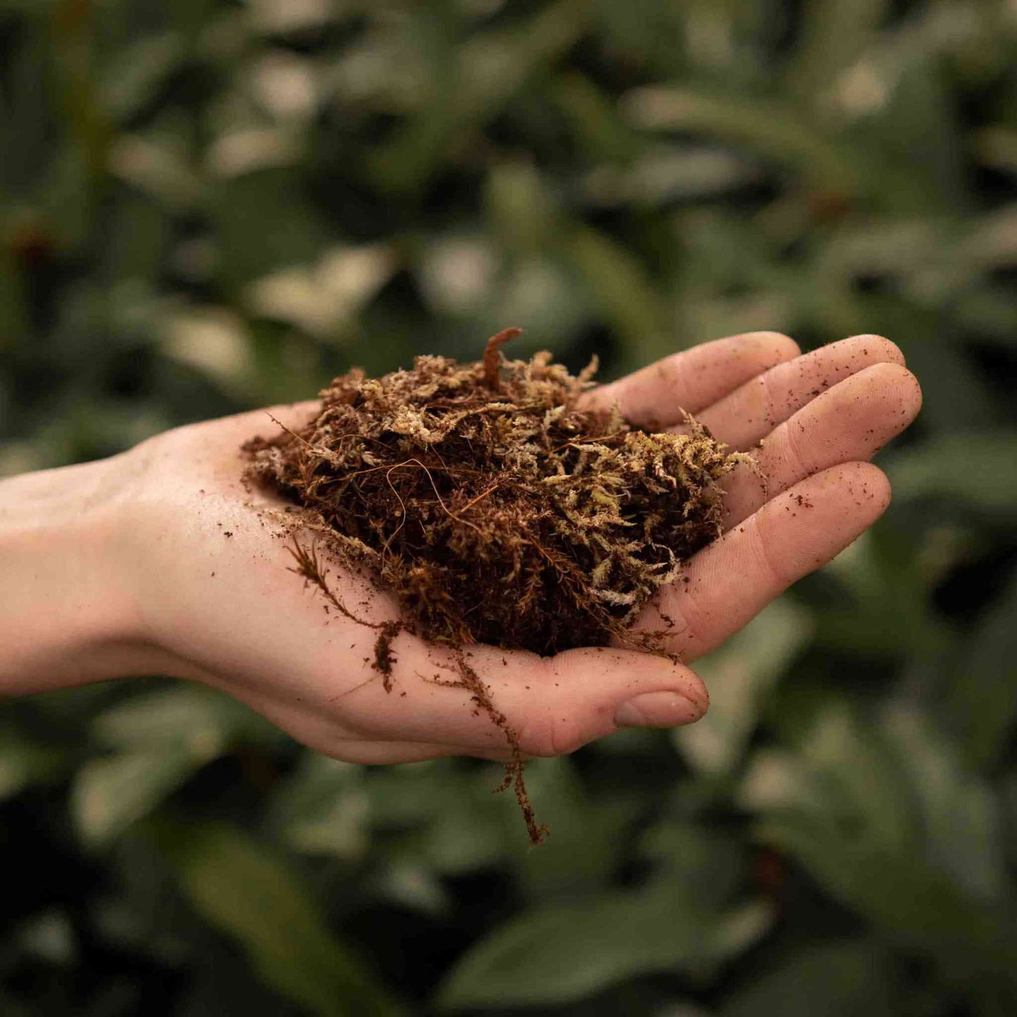 Terriccio per Terrario