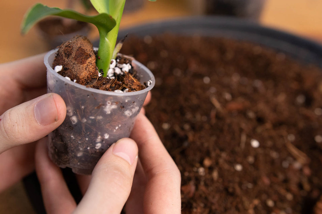 plantscraper_vs_sybasoil