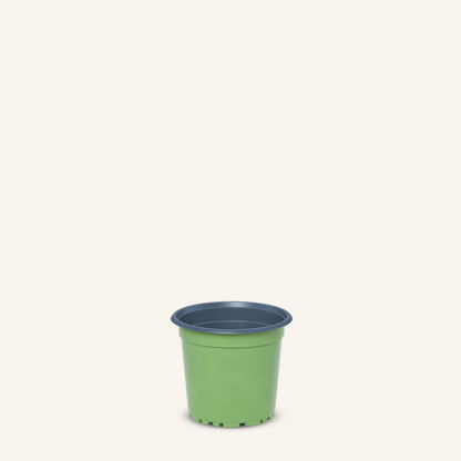 Vaso da vivaio verde