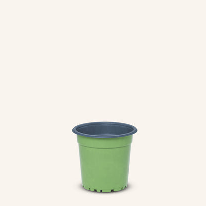 Vaso da vivaio verde