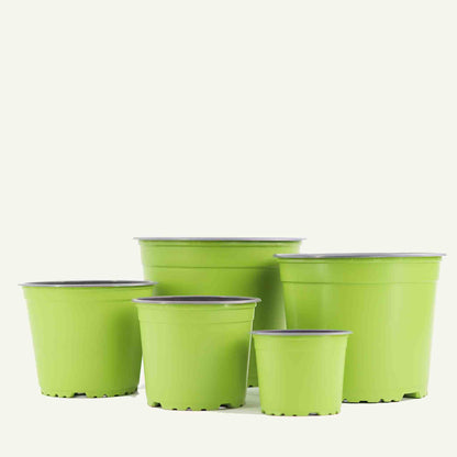 Vaso da vivaio verde