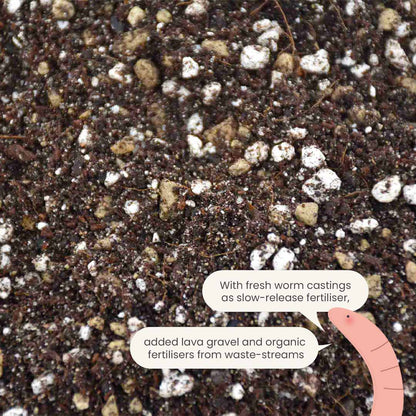 Terriccio per Cactus & Succulente