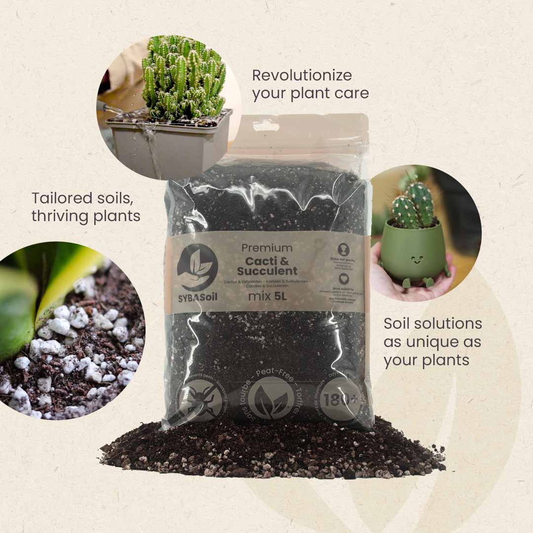Terriccio per Cactus & Succulente