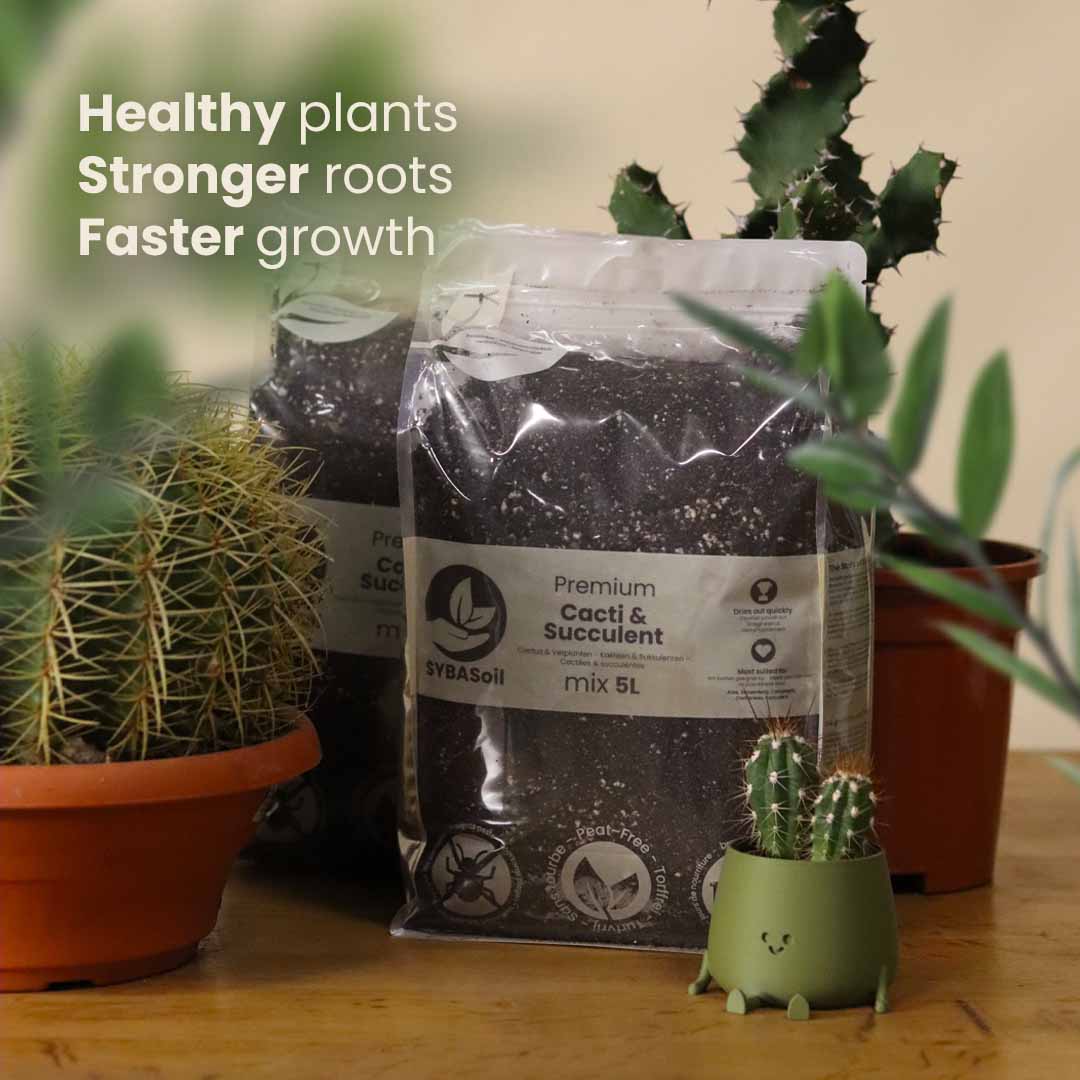 Terriccio per Cactus & Succulente