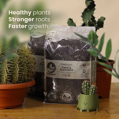 Terriccio per Cactus & Succulente