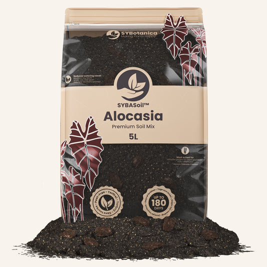 Terriccio per Alocasia