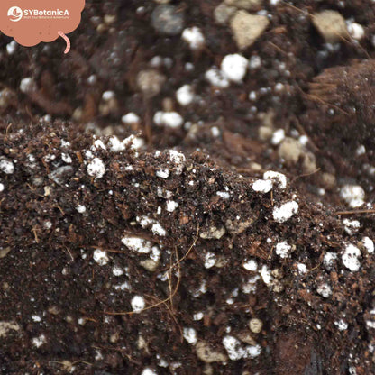 Terriccio per Syngonium