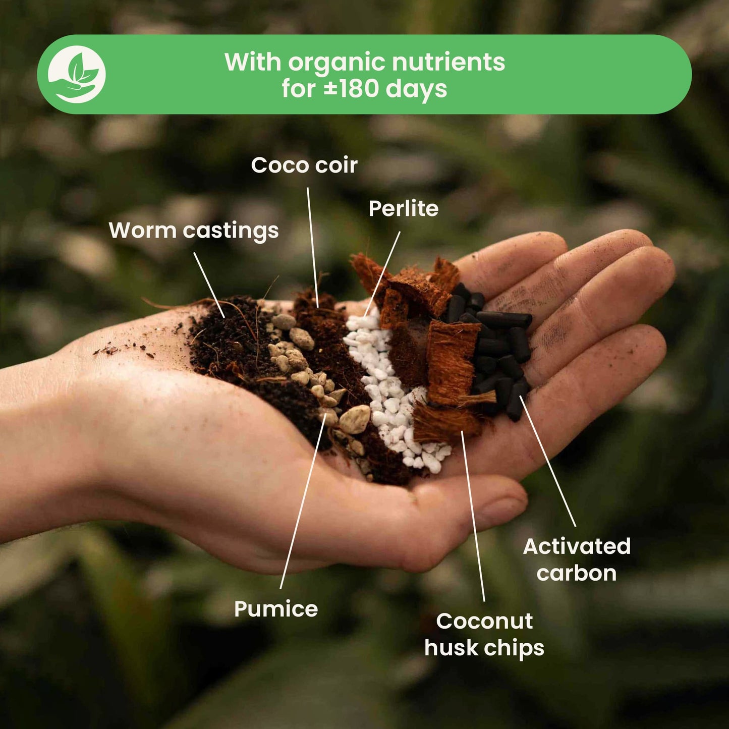 Terriccio per Syngonium