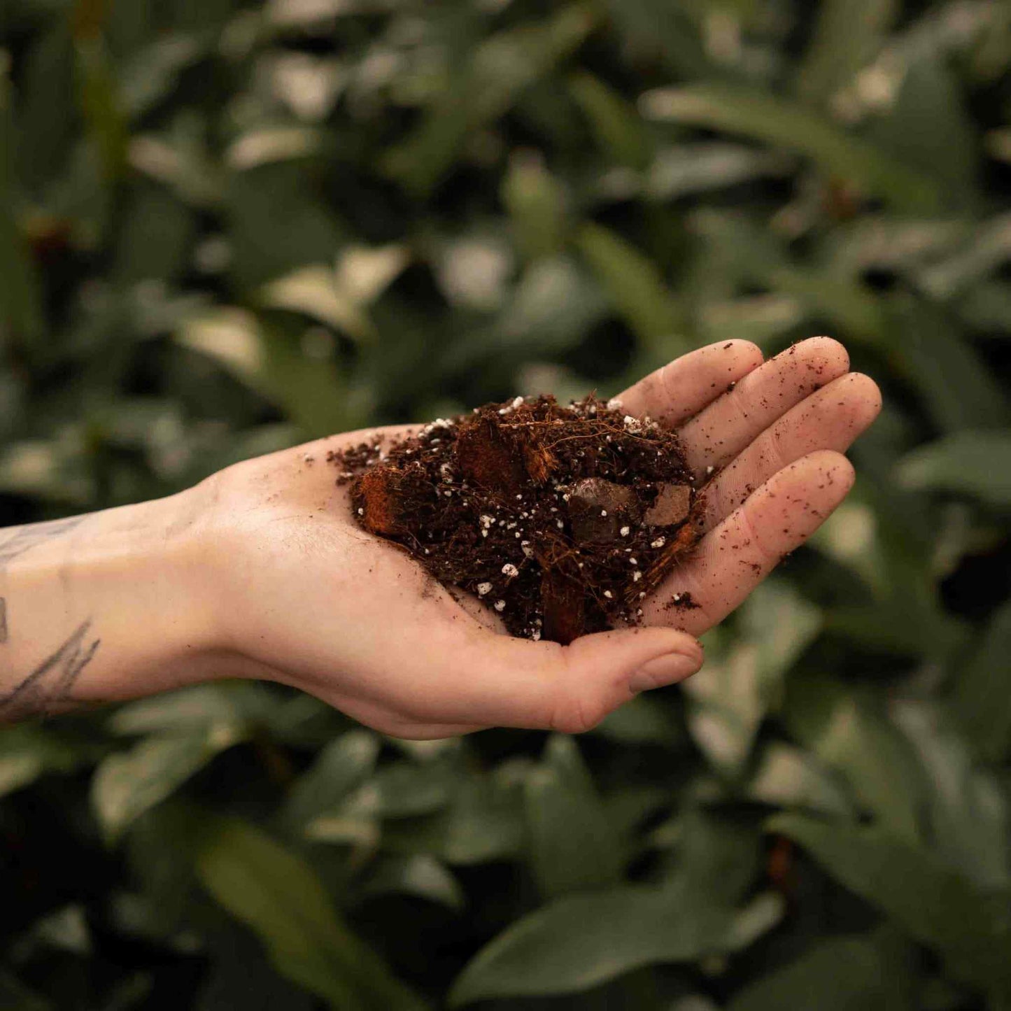 Terriccio per Hoya