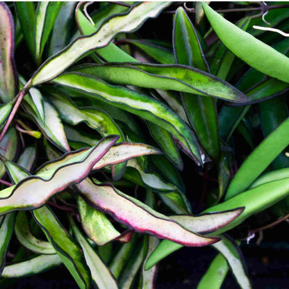 Terriccio per Hoya