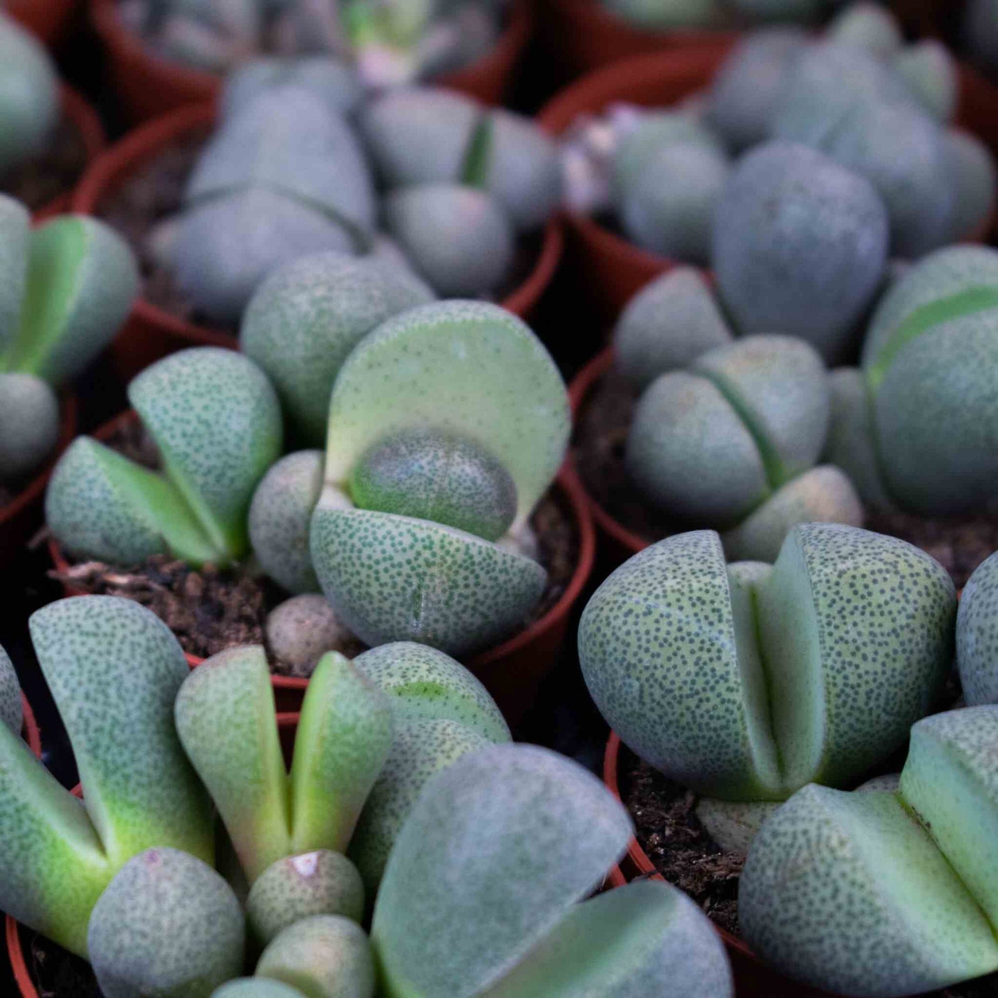 Terriccio per Lithops