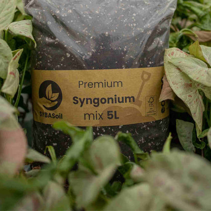 Terriccio per Syngonium