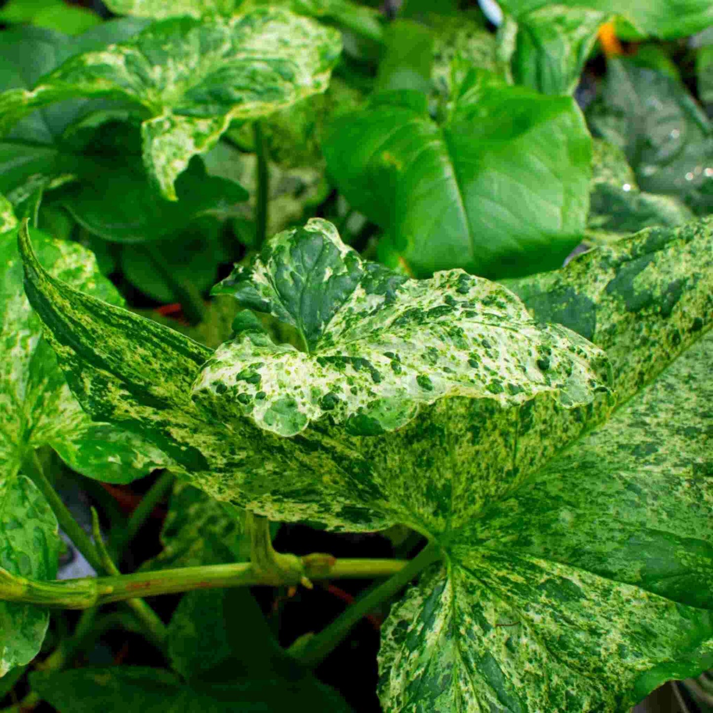 Terriccio per Syngonium